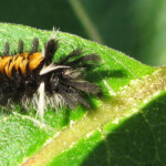 Milkweed Tussock Caterpillar Euchaetes Egle Milkweed Tiger Moth