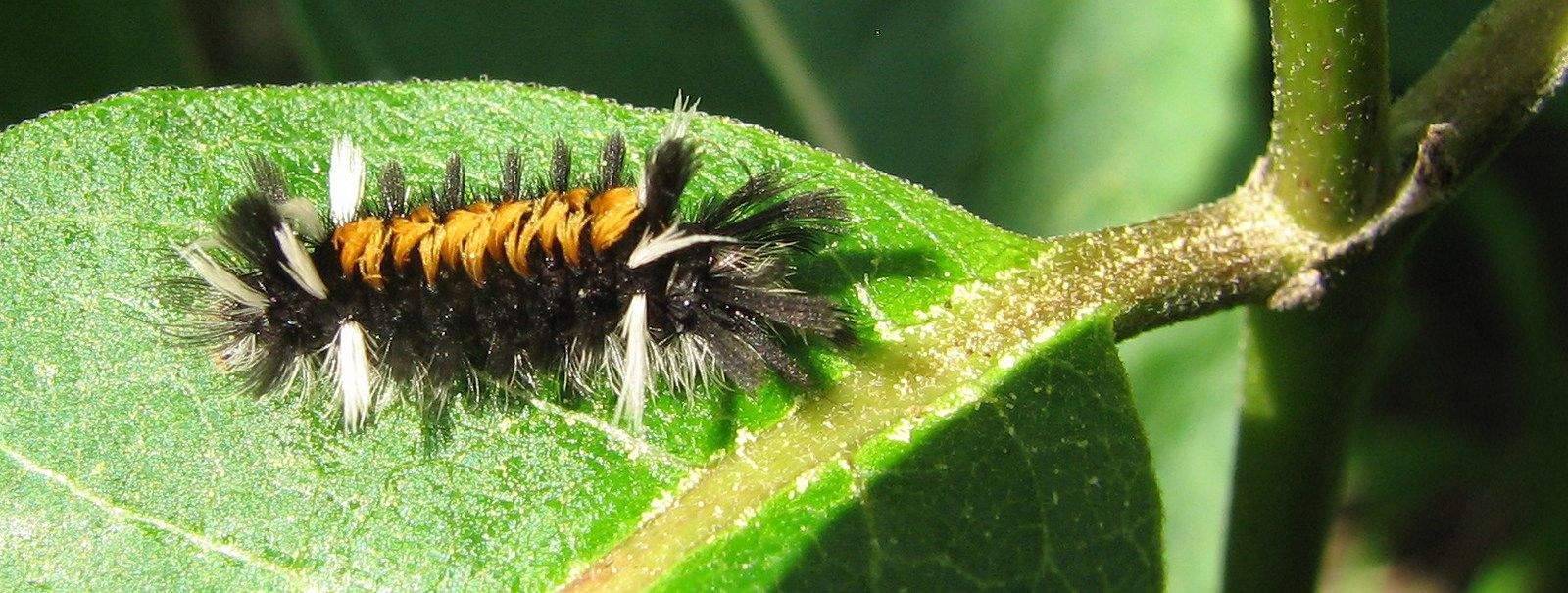 Milkweed Tussock Caterpillar Euchaetes Egle Milkweed Tiger Moth 